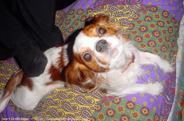 Photo de Cavalier king charles spaniel