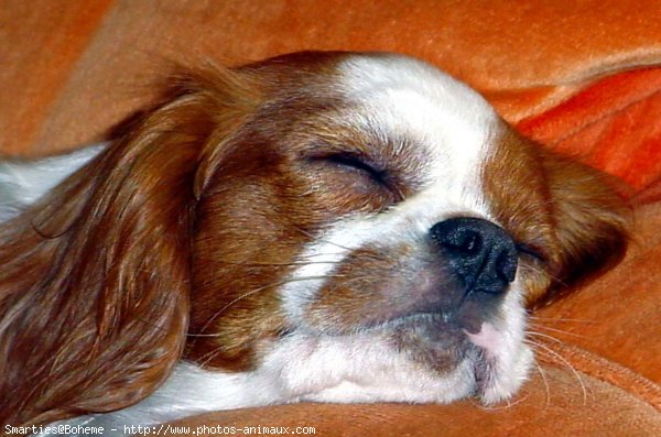 Photo de Cavalier king charles spaniel