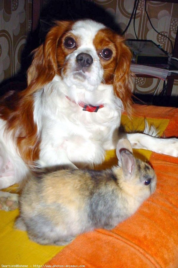 Photo de Cavalier king charles spaniel