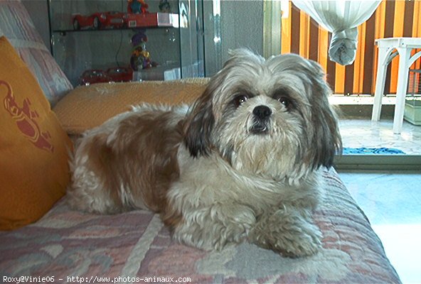 Photo de Shih tzu