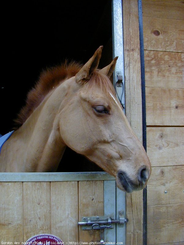 Photo de Poney franais de selle