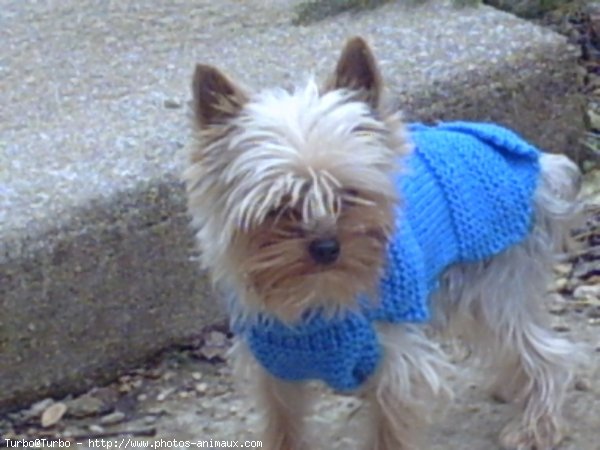 Photo de Yorkshire terrier