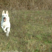 Photo de Berger blanc suisse