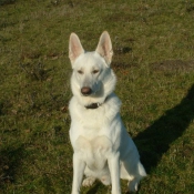 Photo de Berger blanc suisse