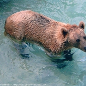 Photo d'Ours