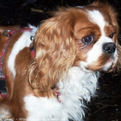 Photo de Cavalier king charles spaniel