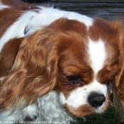 Photo de Cavalier king charles spaniel