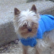 Photo de Yorkshire terrier