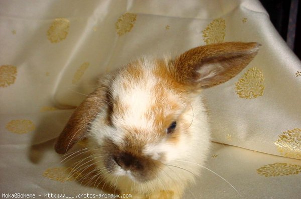 Photo de Lapin