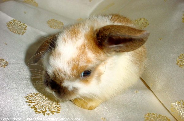 Photo de Lapin