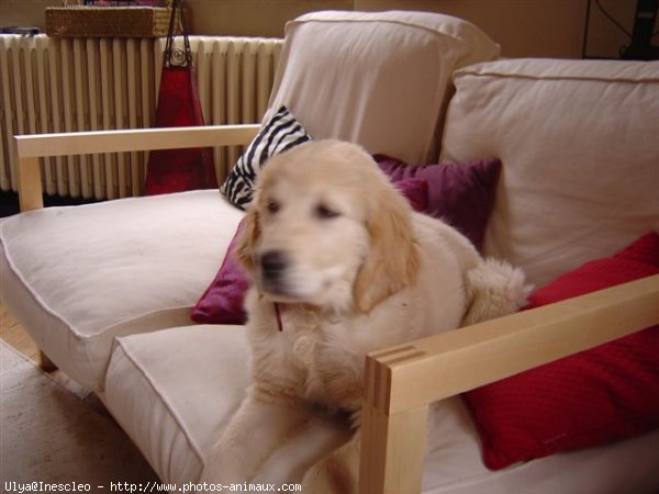 Photo de Golden retriever