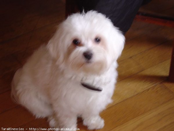 Photo de Bichon maltais