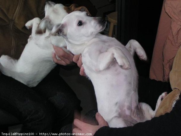 Photo de Jack russell terrier