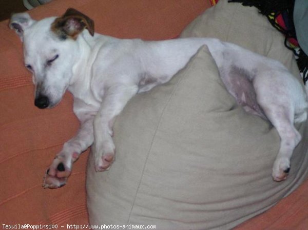 Photo de Jack russell terrier