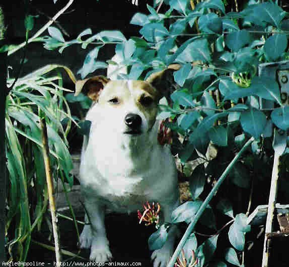 Photo de Jack russell terrier