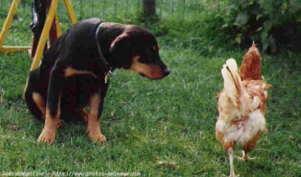 Photo de Rottweiler