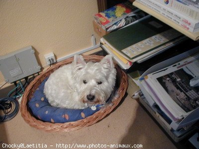 Photo de West highland white terrier