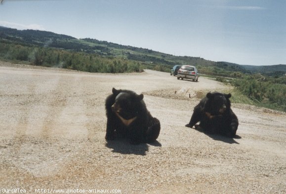 Photo d'Ours