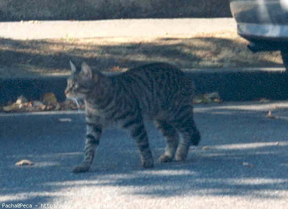 Photo de Chat domestique