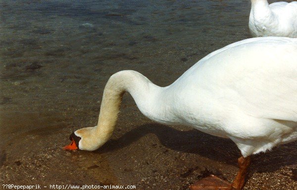 Photo de Cygne