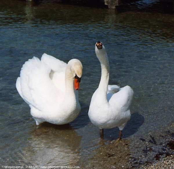 Photo de Cygne