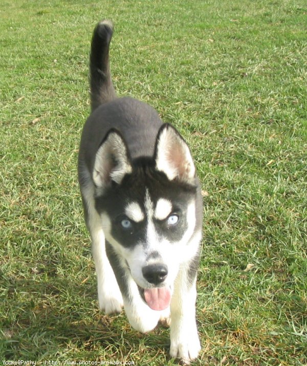 Photo de Husky siberien