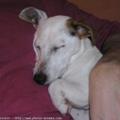 Photo de Jack russell terrier