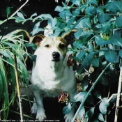 Photo de Jack russell terrier