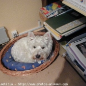 Photo de West highland white terrier