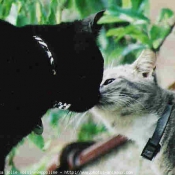 Photo de Chat domestique