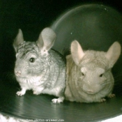 Photo de Chinchilla