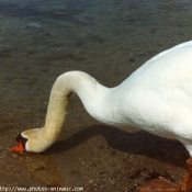 Photo de Cygne