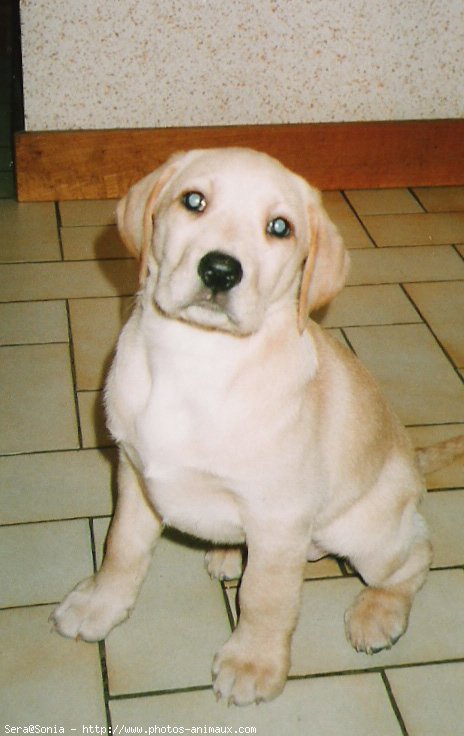 Photo de Labrador retriever