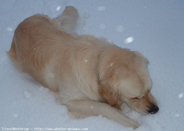 Photo de Golden retriever