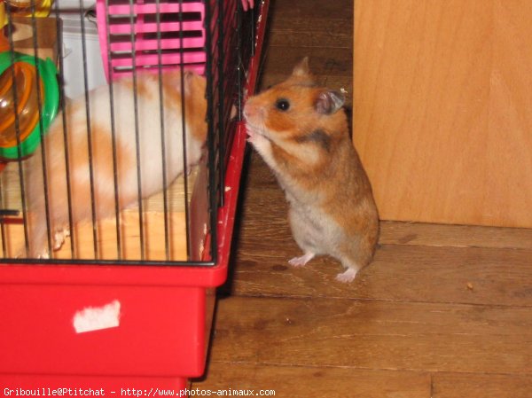 Photo de Hamster