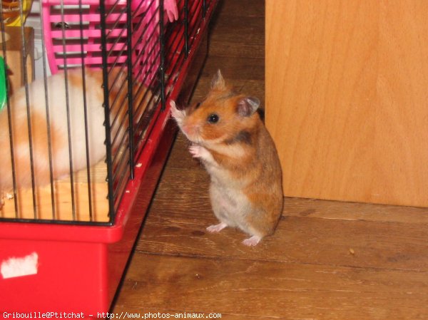 Photo de Hamster