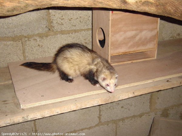 Photo de Furet