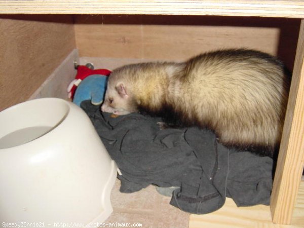 Photo de Furet