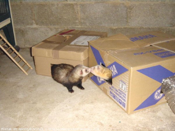 Photo de Furet