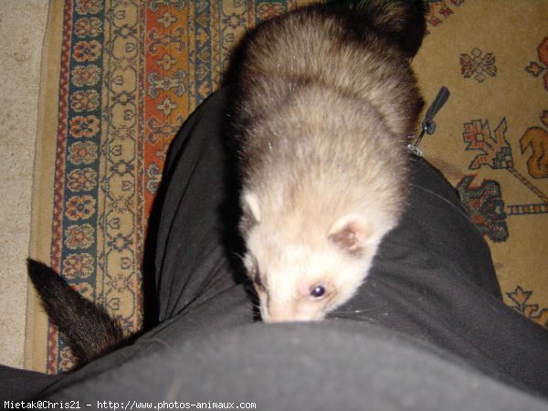 Photo de Furet