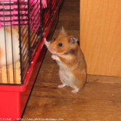 Photo de Hamster