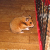 Photo de Hamster