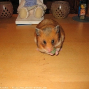 Photo de Hamster