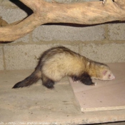 Photo de Furet