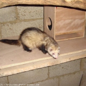 Photo de Furet