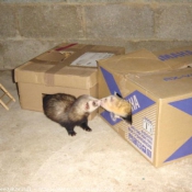 Photo de Furet