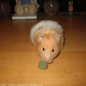 Photo de Hamster