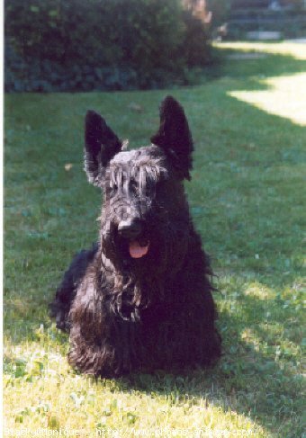 Photo de Scottish terrier