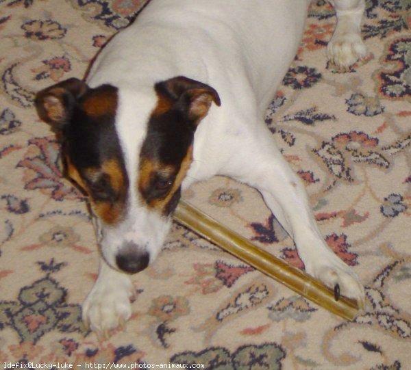 Photo de Jack russell terrier