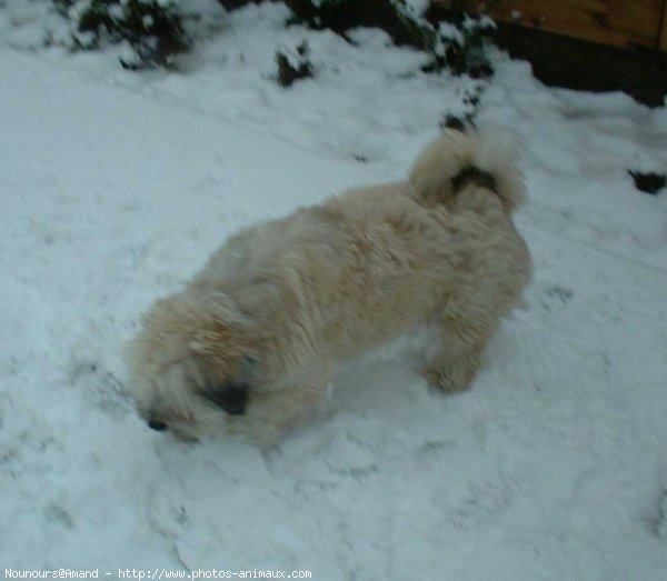 Photo de Lhassa apso